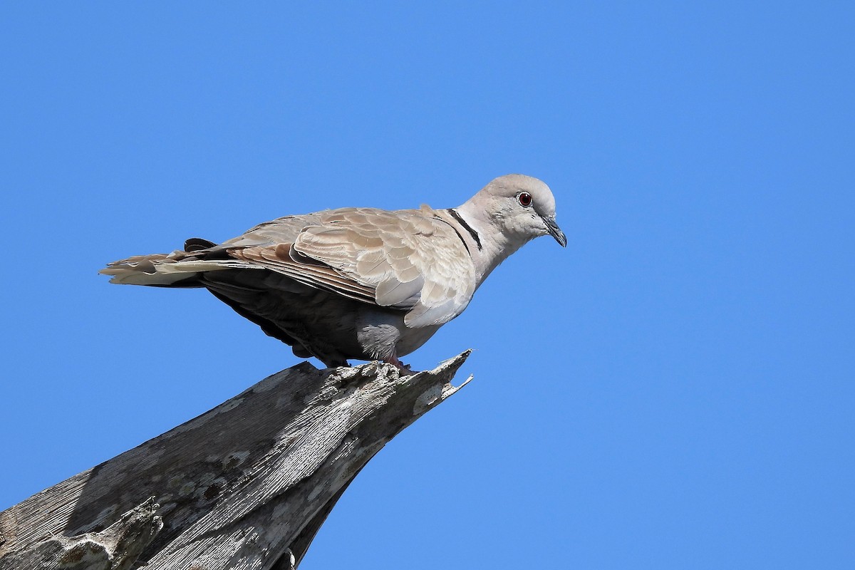 Eurasian Collared-Dove - S. K.  Jones