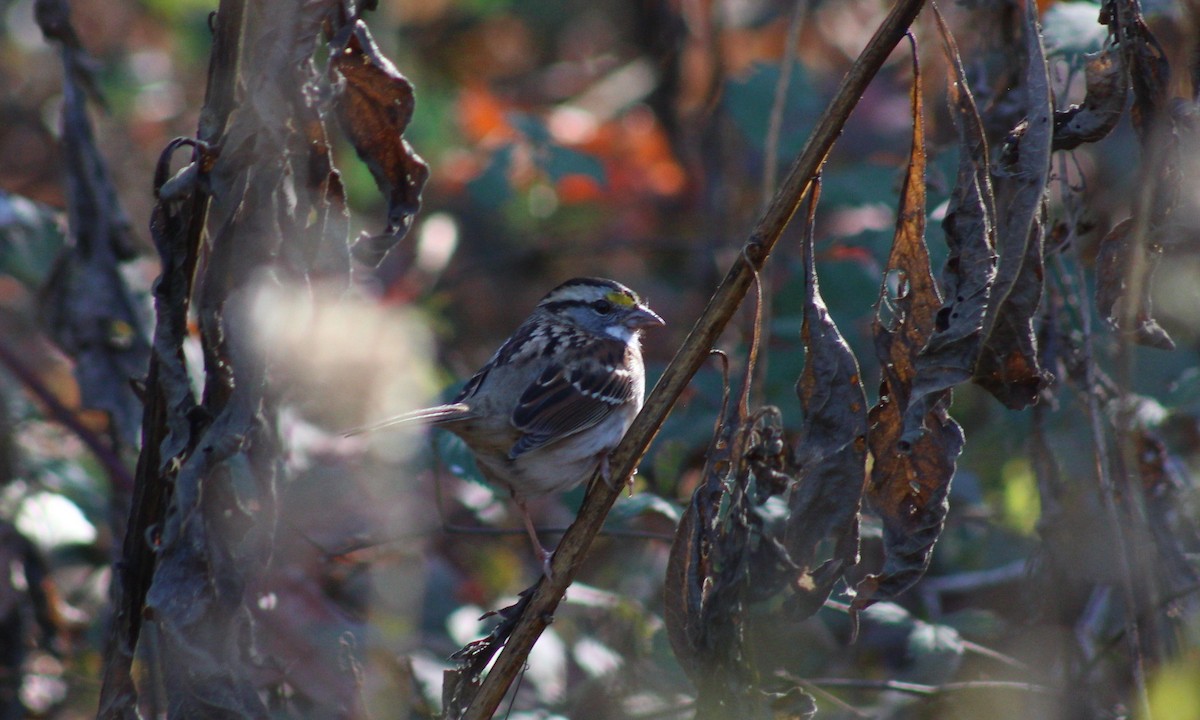 White-throated Sparrow - ML611015826