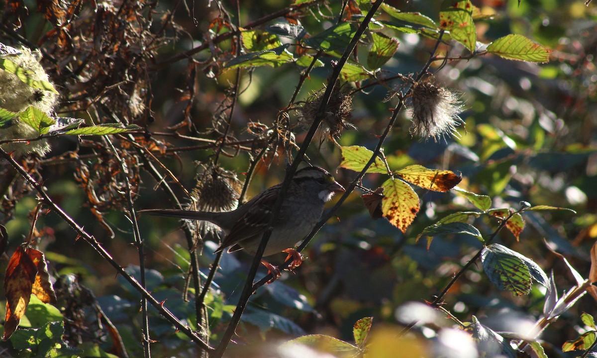 White-throated Sparrow - ML611015850