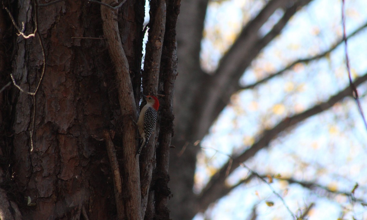 Red-bellied Woodpecker - ML611015856