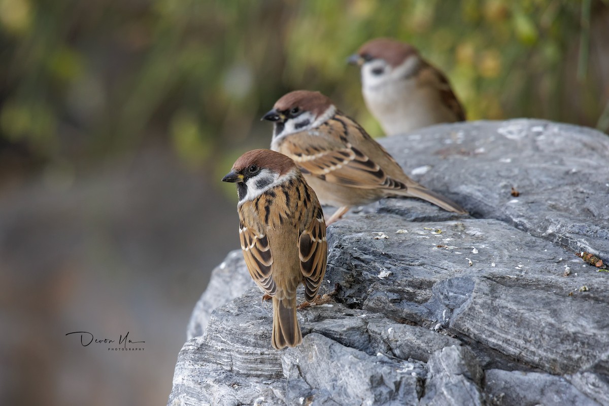 Eurasian Tree Sparrow - ML611016465