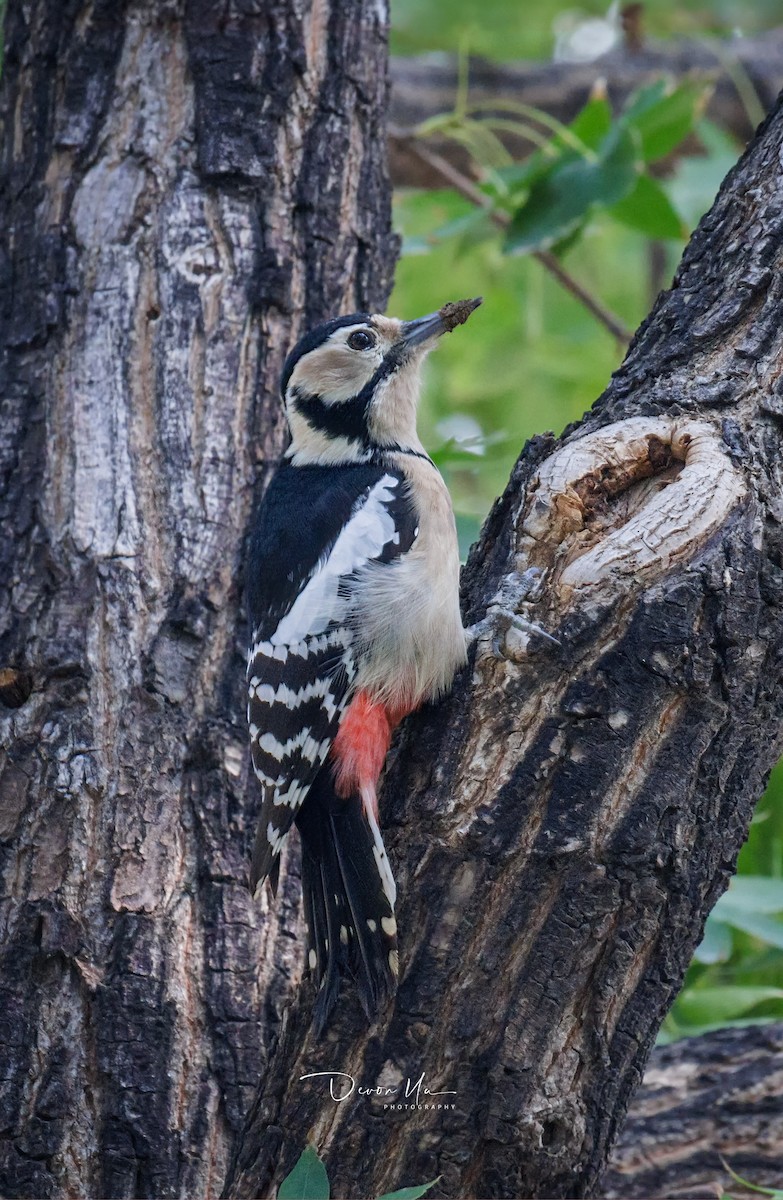Great Spotted Woodpecker - ML611016526