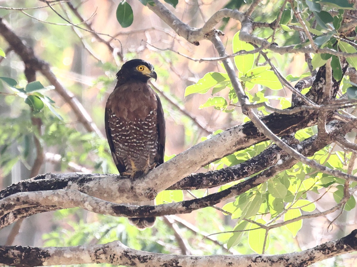 Sulawesi Serpent-Eagle - ML611016882
