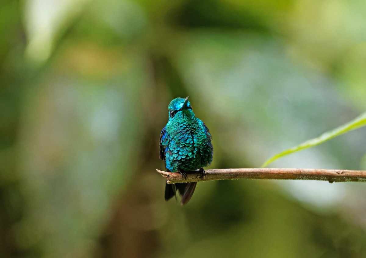 Crowned Woodnymph (Green-crowned/Emerald-bellied) - ML611016921