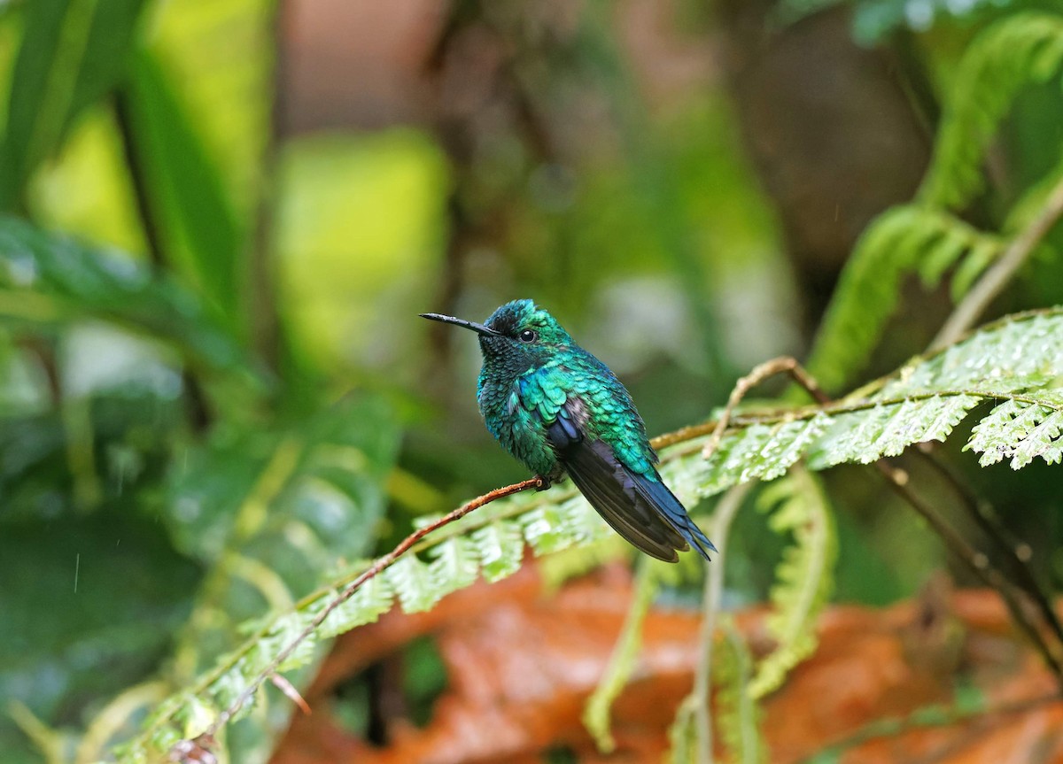 Crowned Woodnymph (Green-crowned/Emerald-bellied) - Jose Illanes