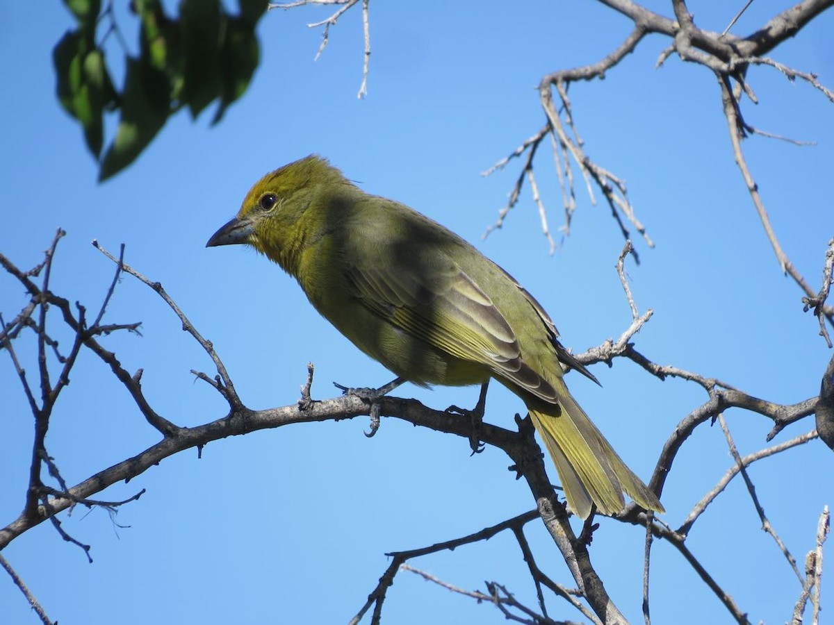 Hepatic Tanager - ML611017173