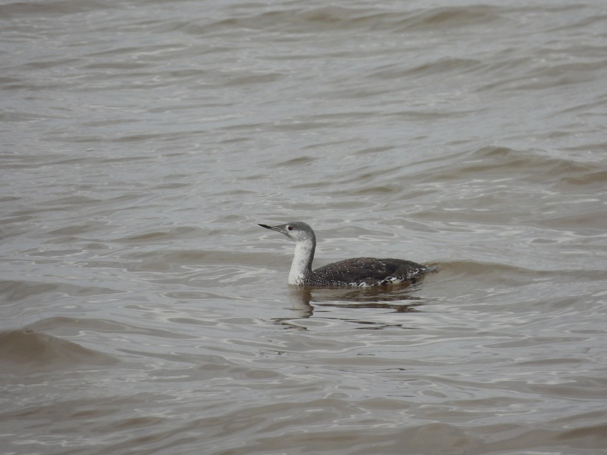 Red-throated Loon - ML611017448