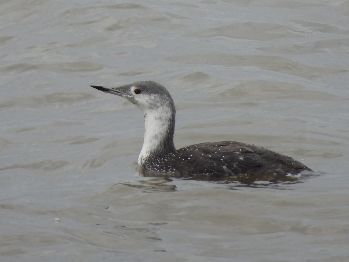 Red-throated Loon - ML611017449