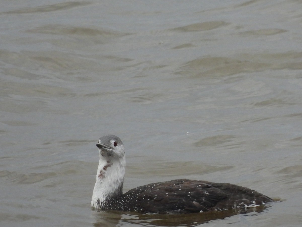 Red-throated Loon - ML611017451