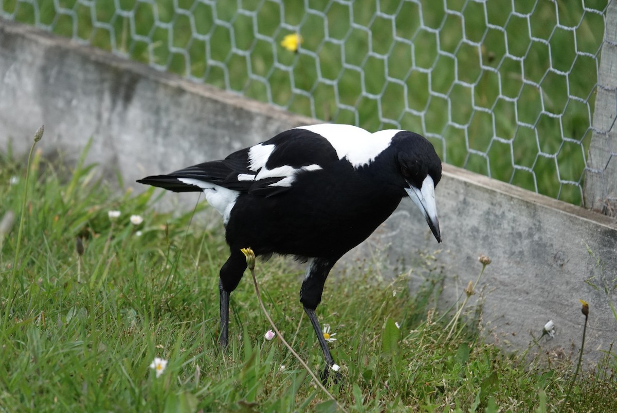 Australian Magpie (White-backed) - ML611017543