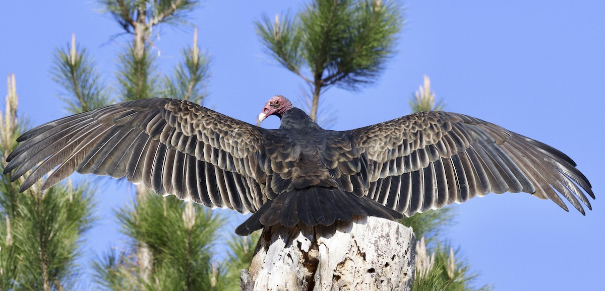 Turkey Vulture - ML611018260