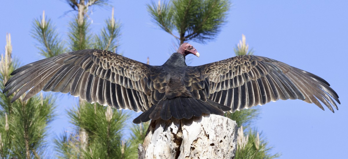 Turkey Vulture - ML611018277