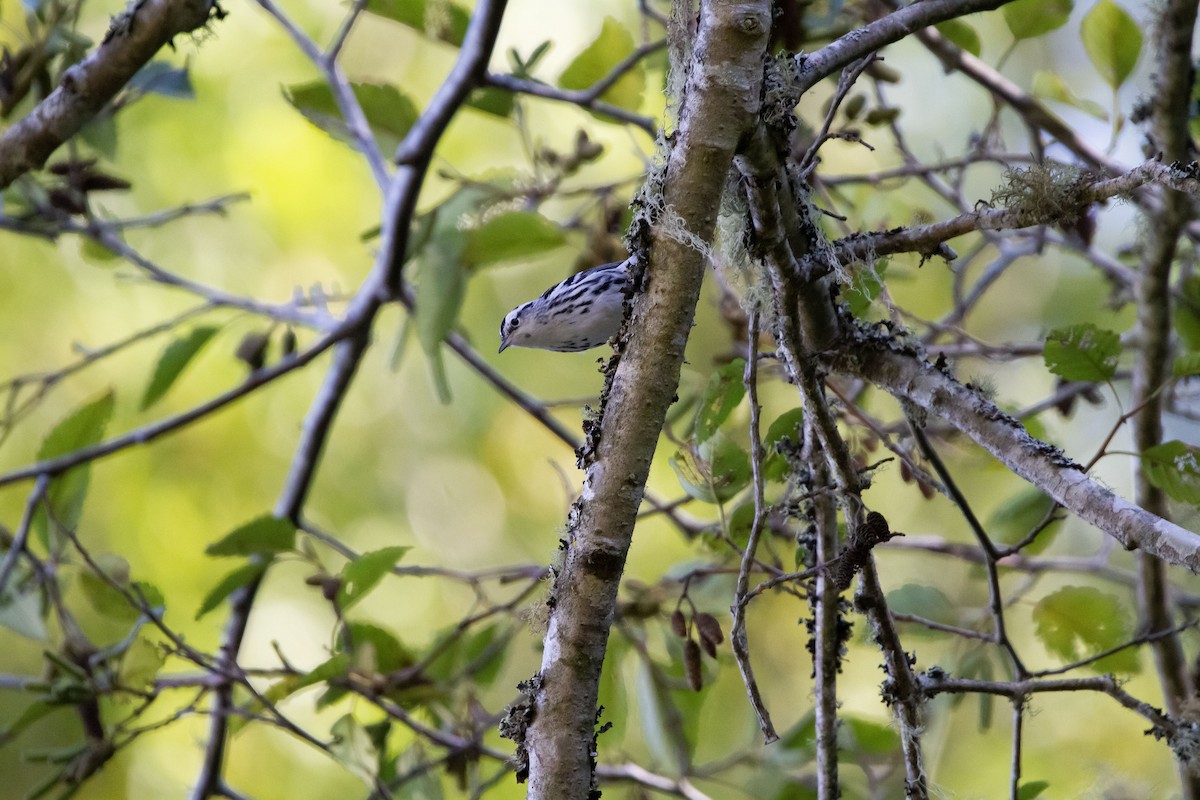 Black-and-white Warbler - ML611018467