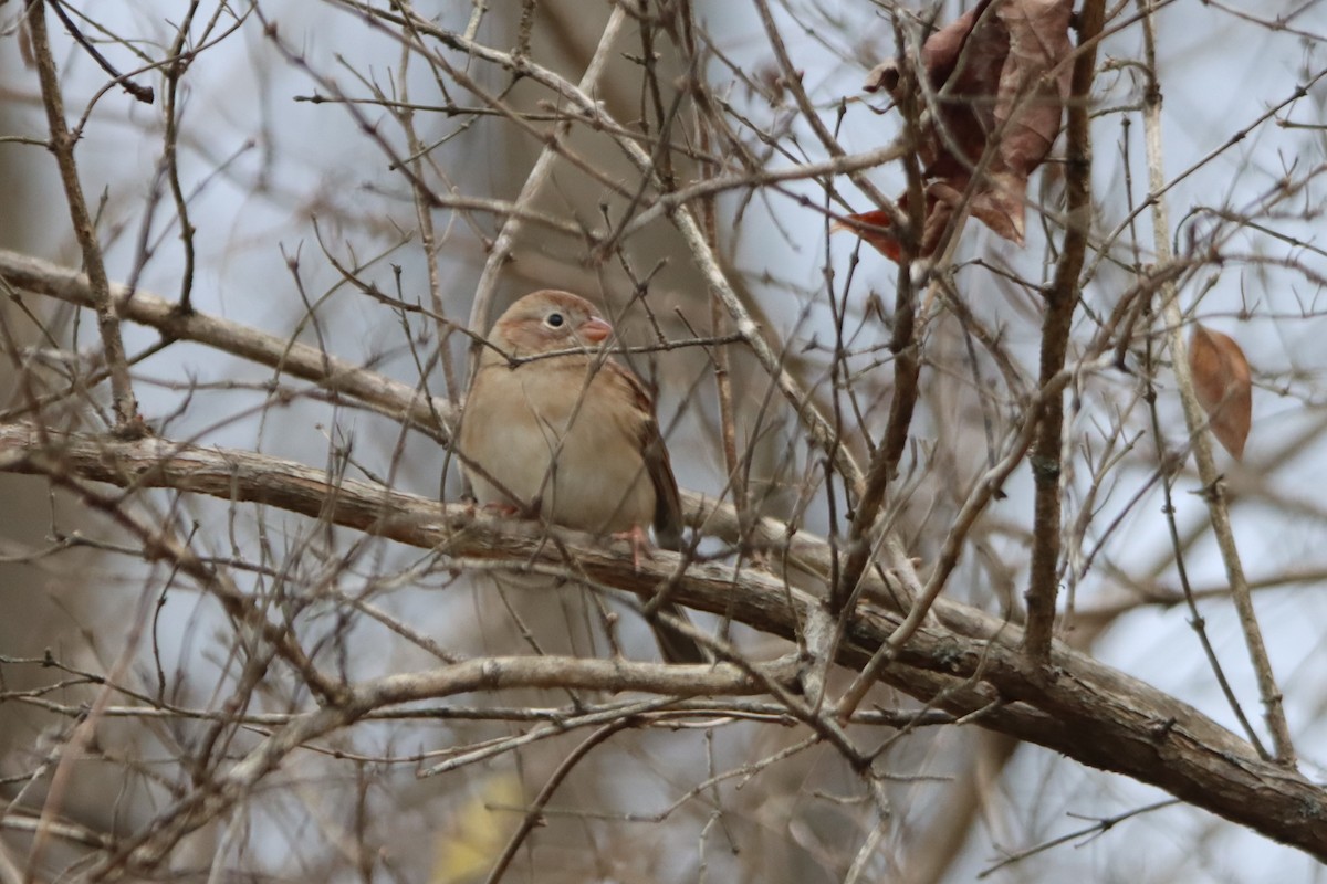 Field Sparrow - ML611018468