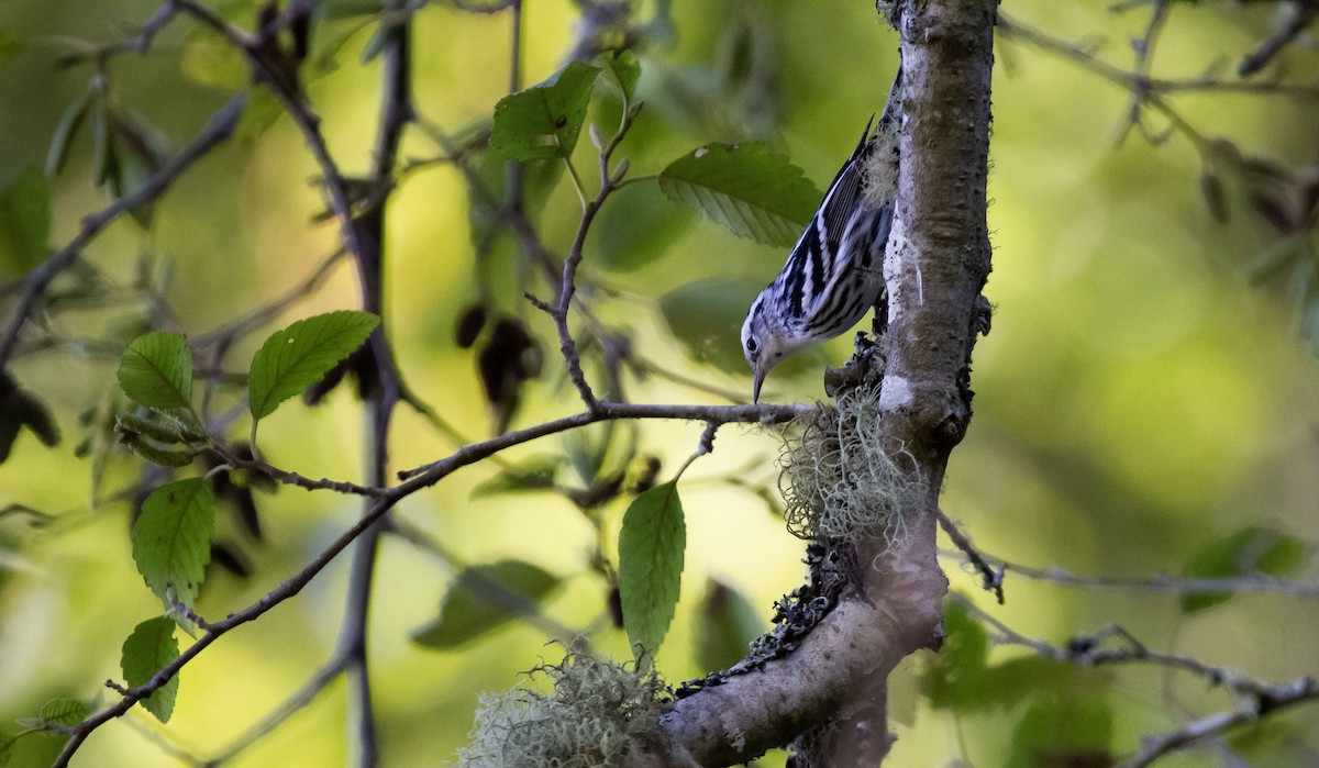Black-and-white Warbler - ML611018495