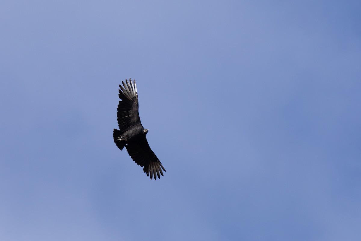 Black Vulture - ML611018538