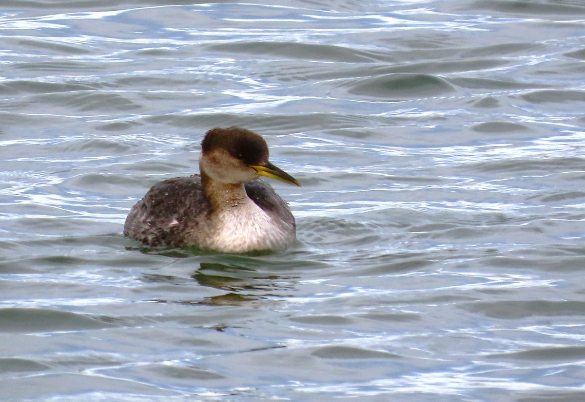 Red-necked Grebe - ML611018642