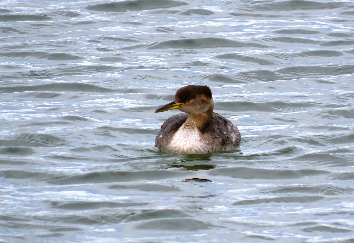 Red-necked Grebe - ML611018644