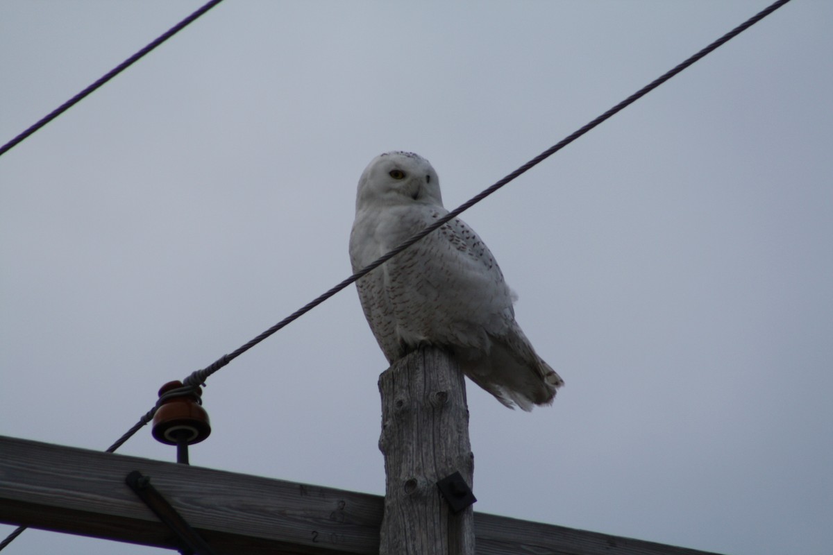 Snowy Owl - ML611018750