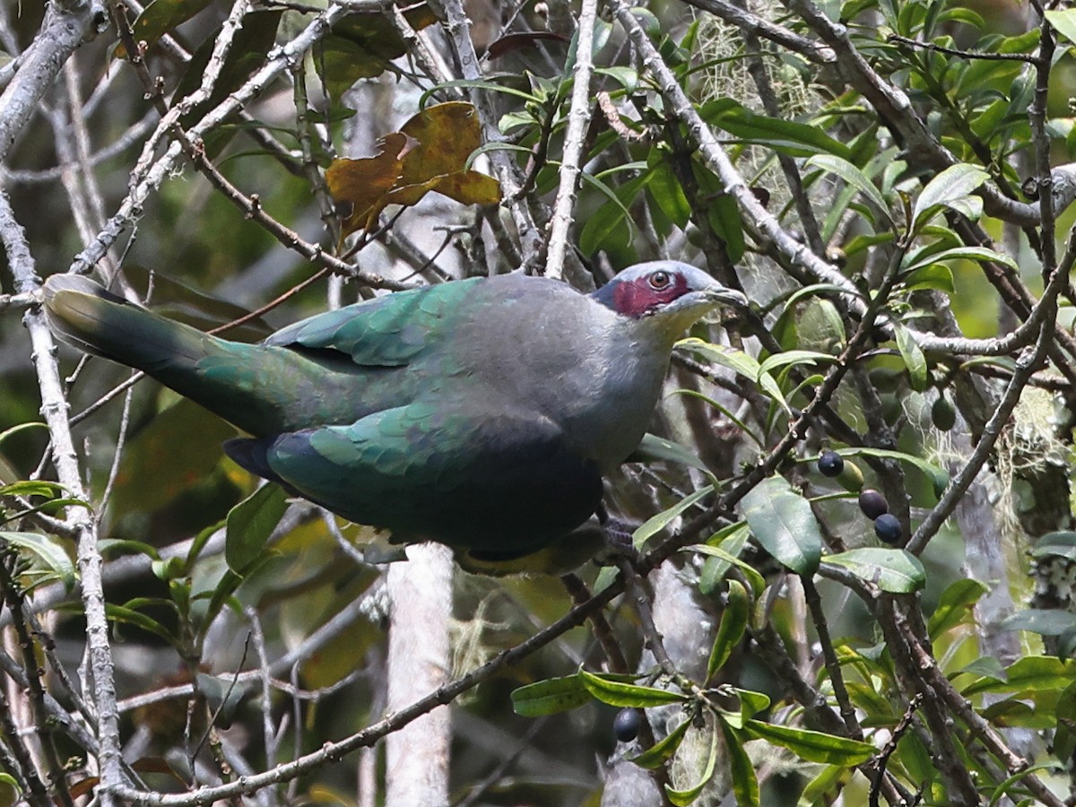 Red-eared Fruit-Dove (Red-eared) - ML611018786