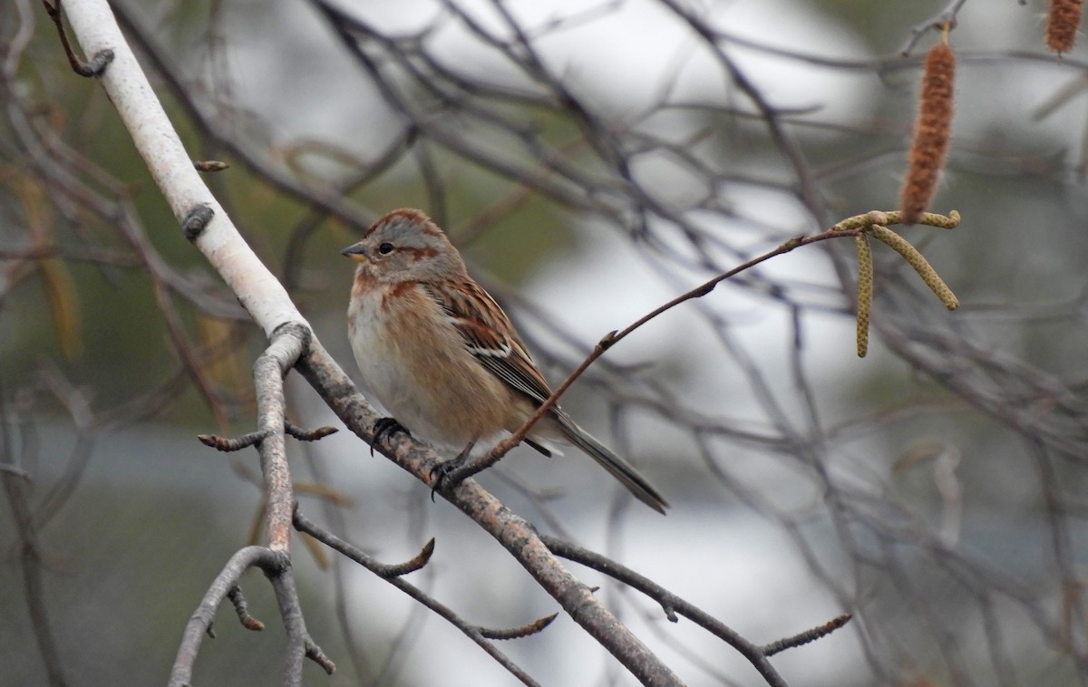 American Tree Sparrow - ML611018961