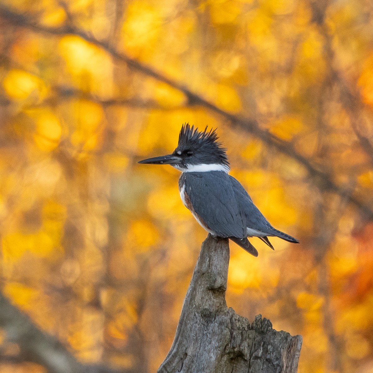 Belted Kingfisher - ML611019633