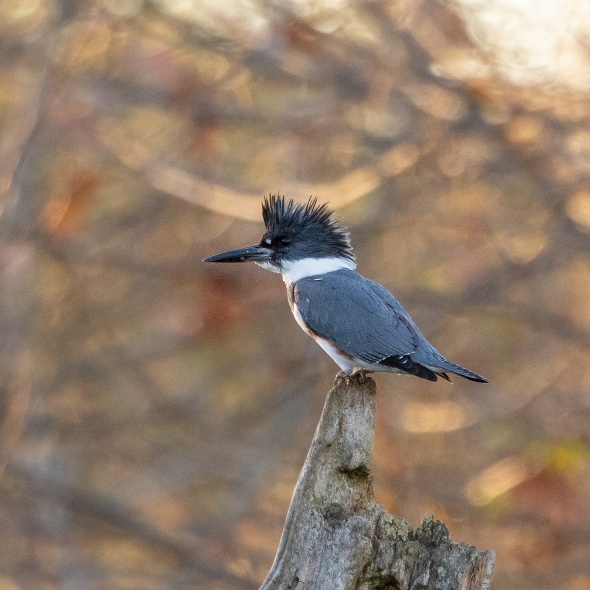 Belted Kingfisher - ML611019634
