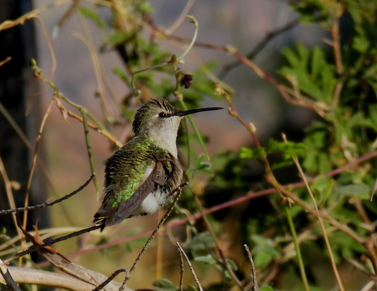Costa's Hummingbird - ML611020484