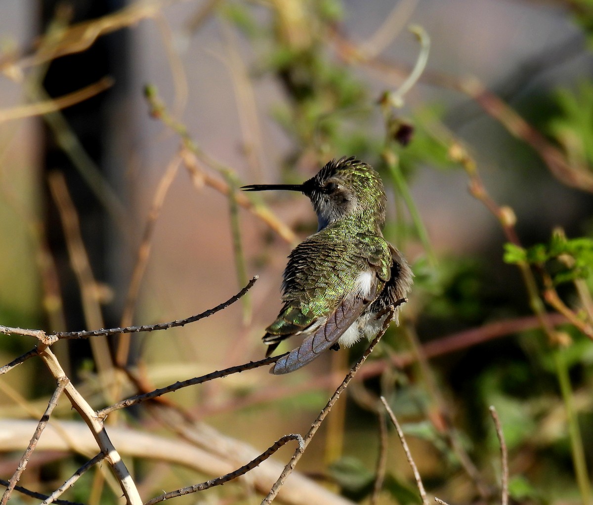 Costa's Hummingbird - ML611020485