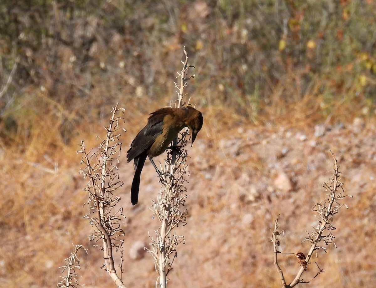 Great-tailed Grackle - ML611020619