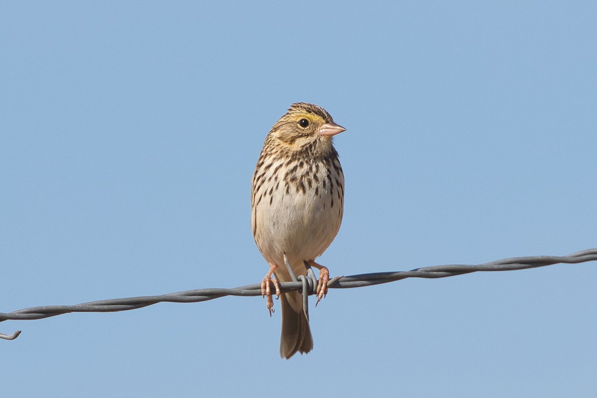 Savannah Sparrow - ML611020771