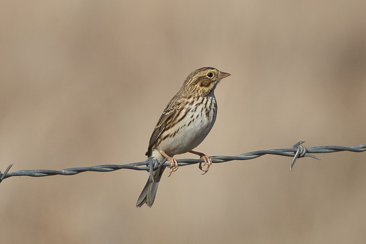 Savannah Sparrow - ML611020773