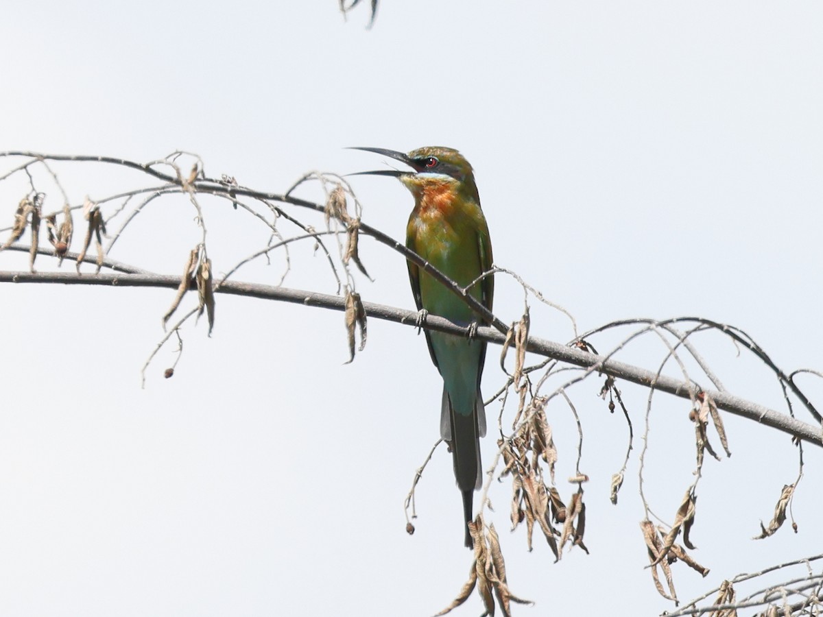 Blue-tailed Bee-eater - ML611021060