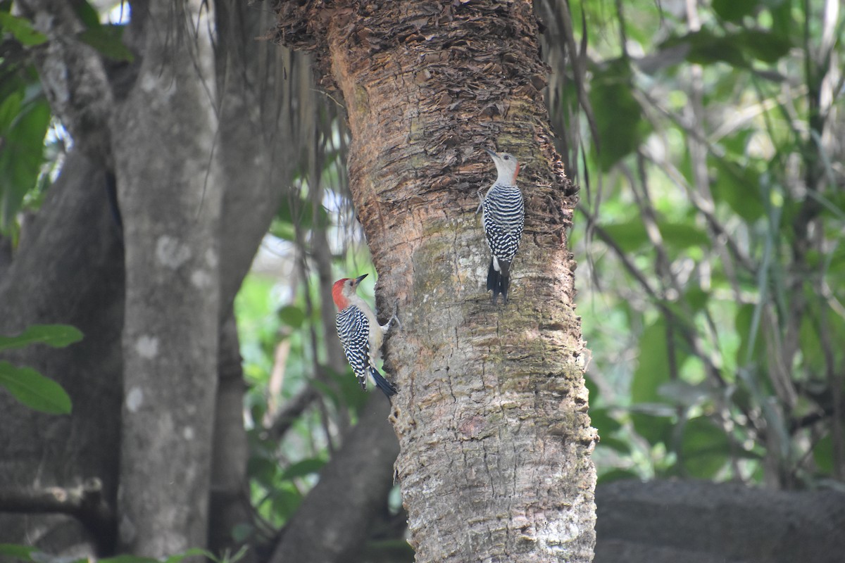 Red-bellied Woodpecker - ML611021428