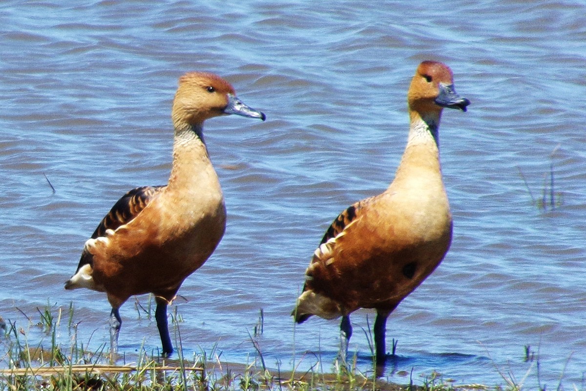 Fulvous Whistling-Duck - ML611021467