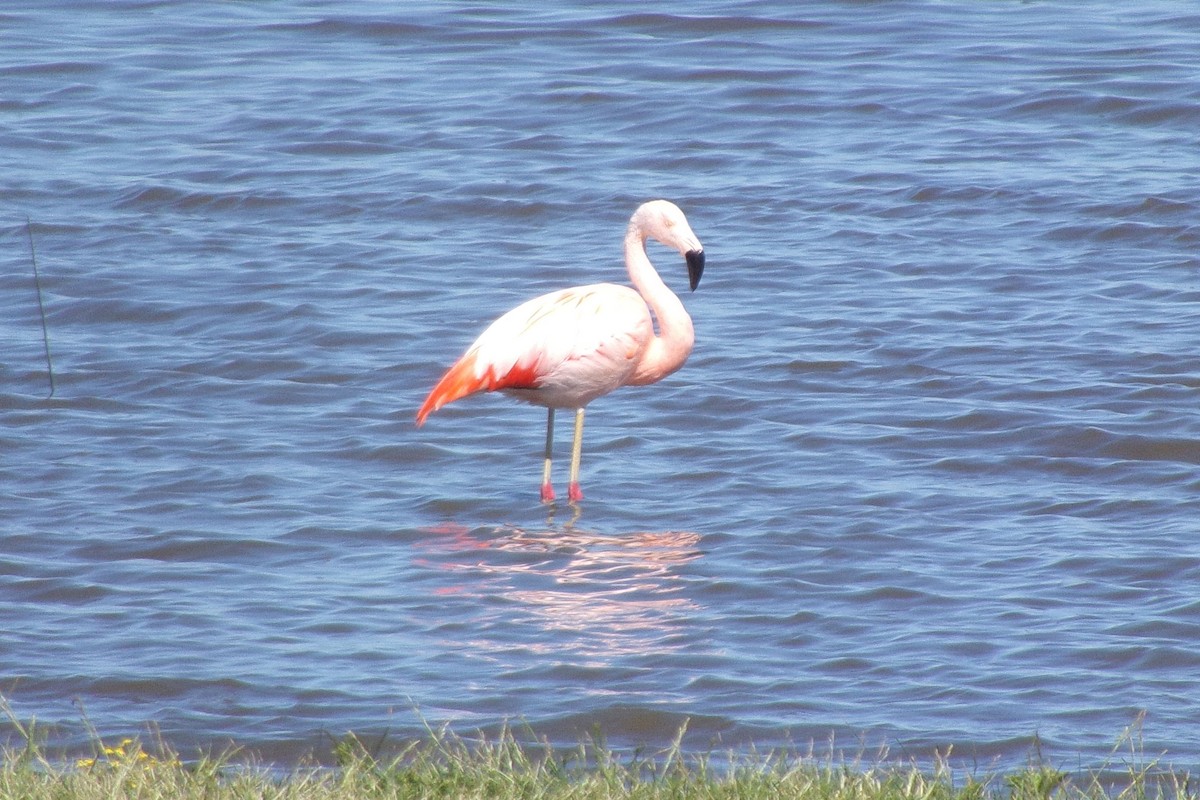 Chilean Flamingo - ML611021511