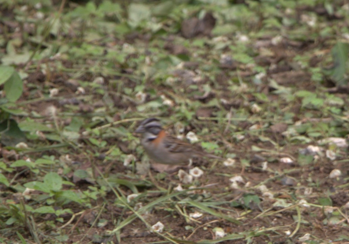 Rufous-collared Sparrow - ML611021512