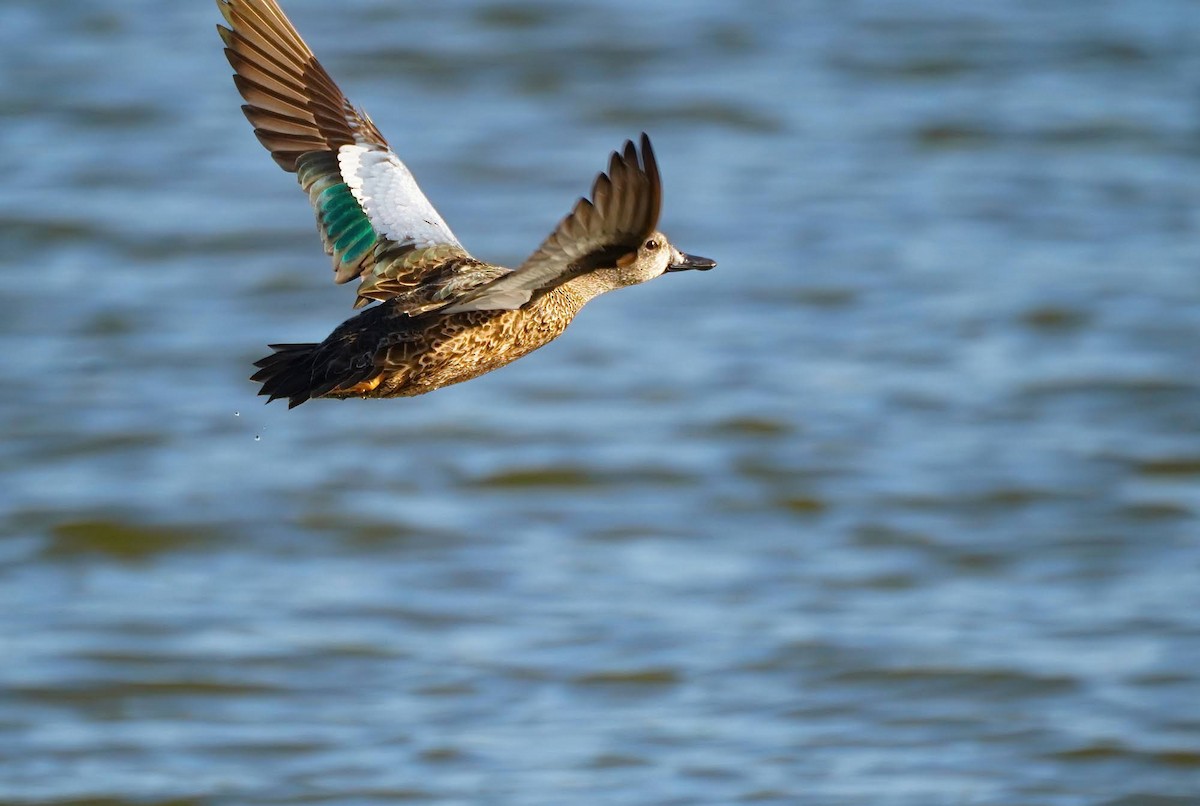 Blue-winged Teal - ML611021544