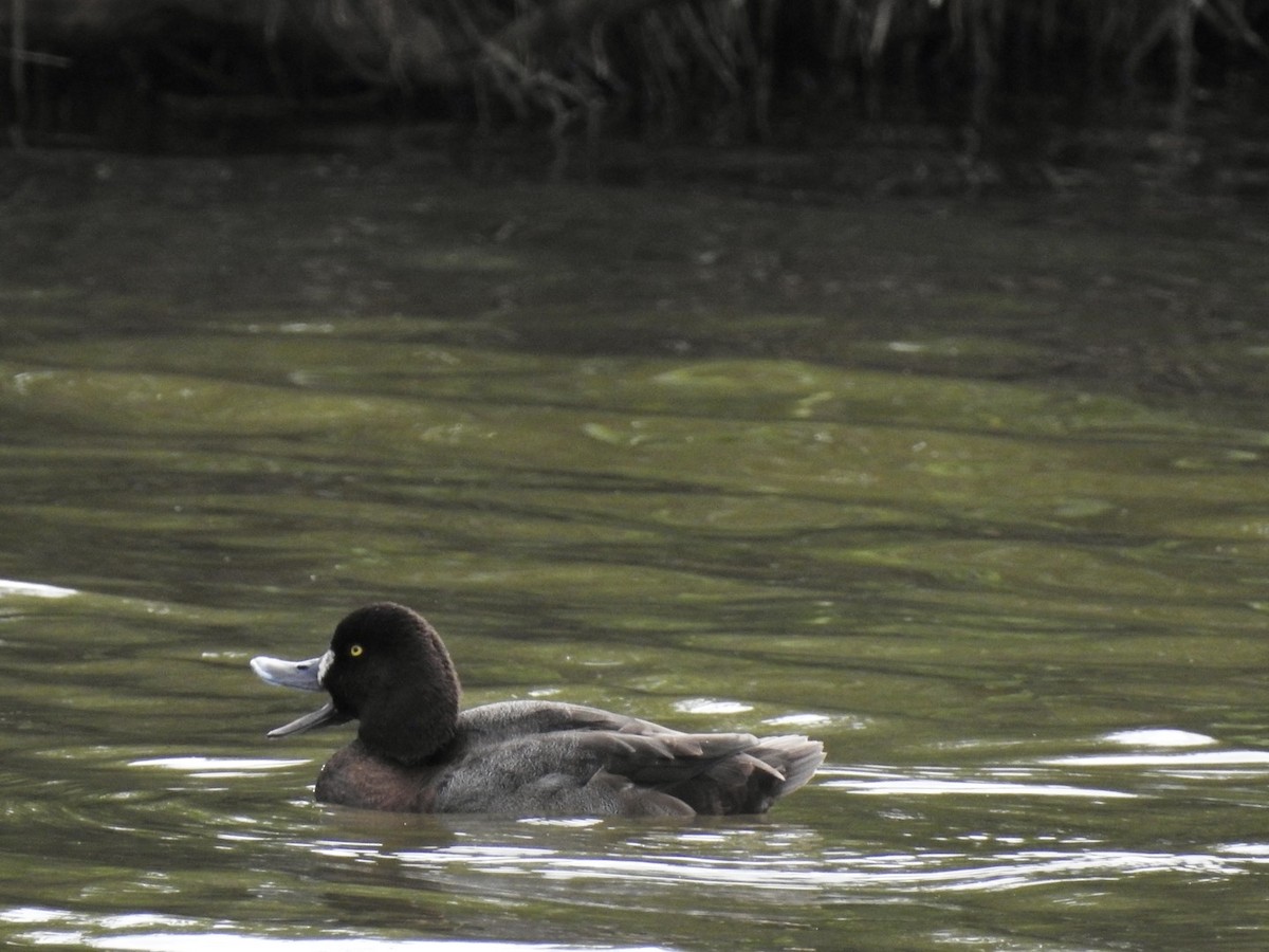 Greater Scaup - ML611022508