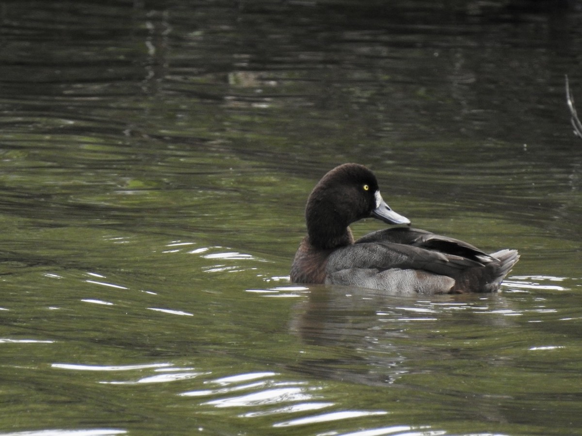 Greater Scaup - ML611022509