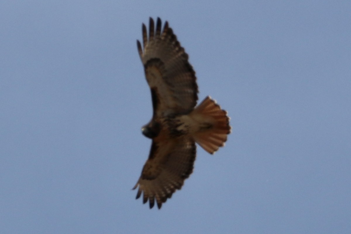 Red-tailed Hawk (abieticola) - ML611022694