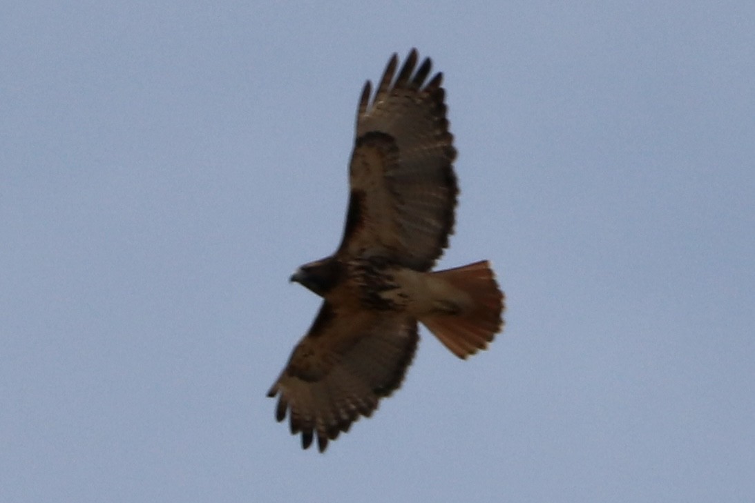 Red-tailed Hawk (abieticola) - ML611022695