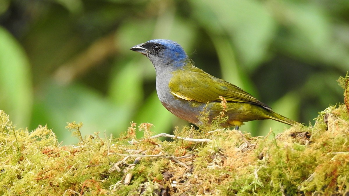 Blue-capped Tanager - ML611022735