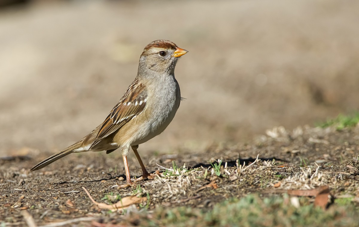 White-crowned Sparrow - ML611022956