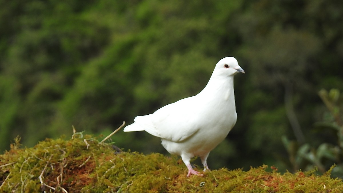 Rock Pigeon (Feral Pigeon) - ML611022964