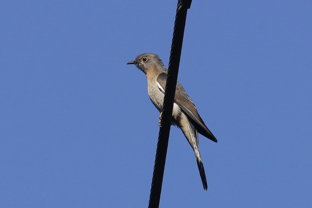 Fan-tailed Cuckoo - ML611022984