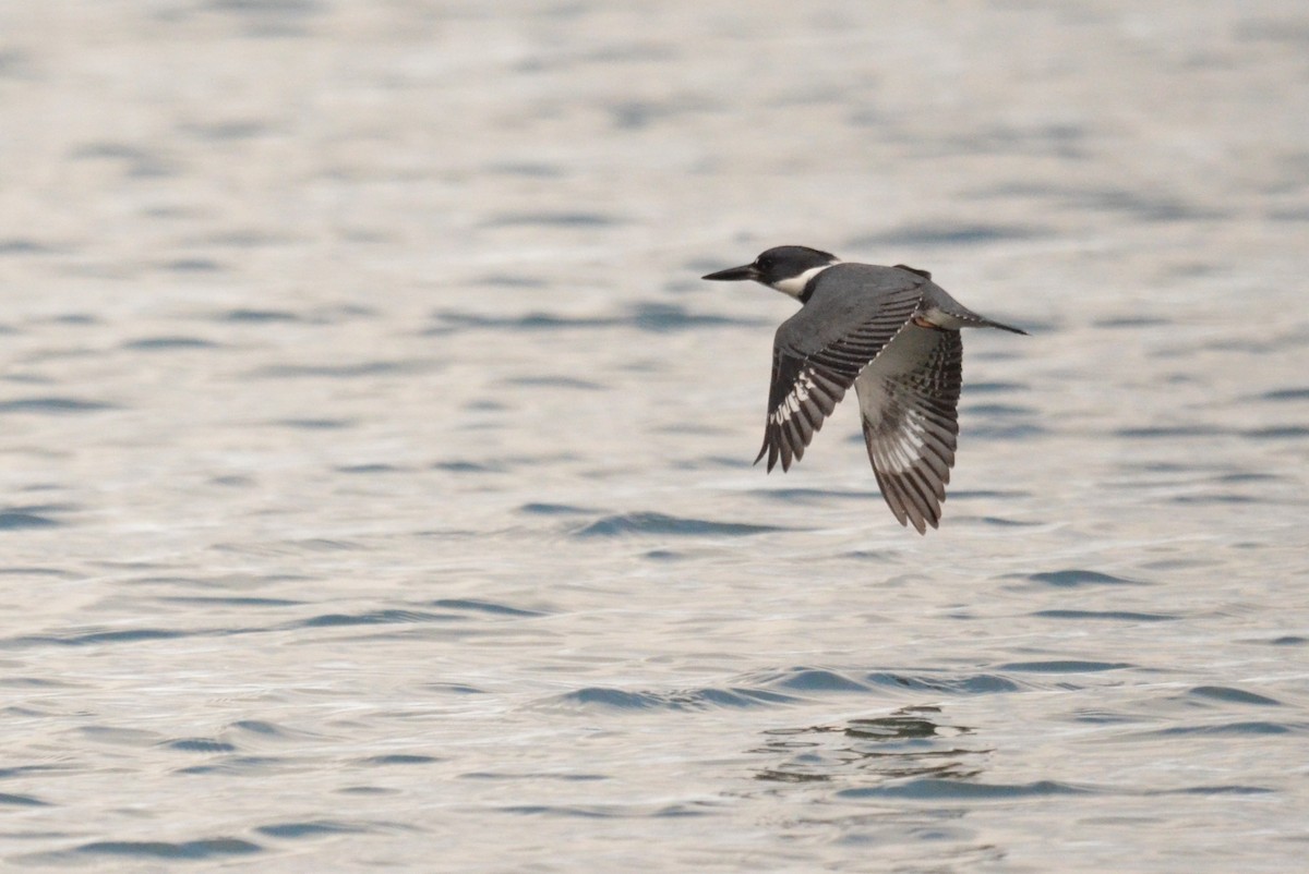 Belted Kingfisher - ML611023048