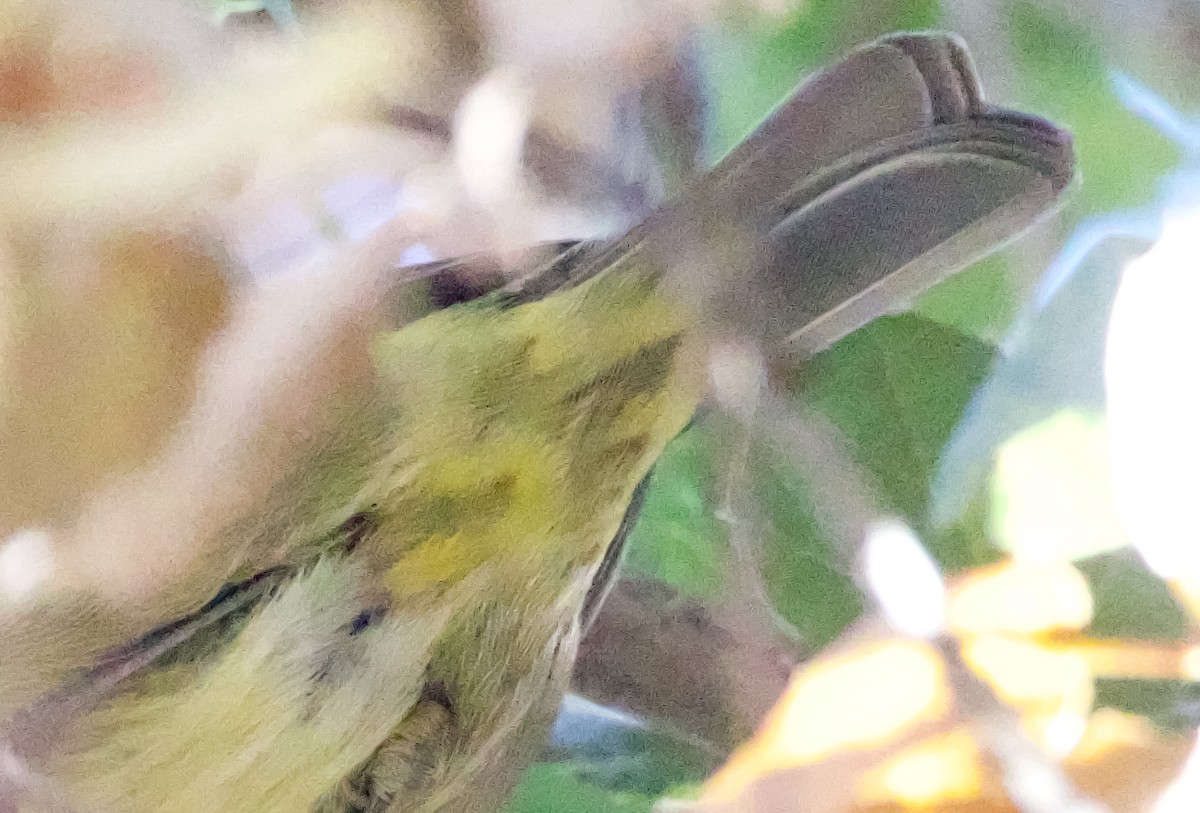 Orange-crowned Warbler (sordida) - ML611023090