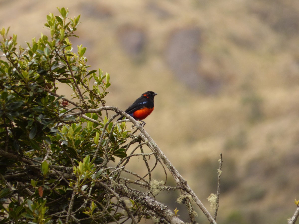 Scarlet-bellied Mountain Tanager - ML611023193