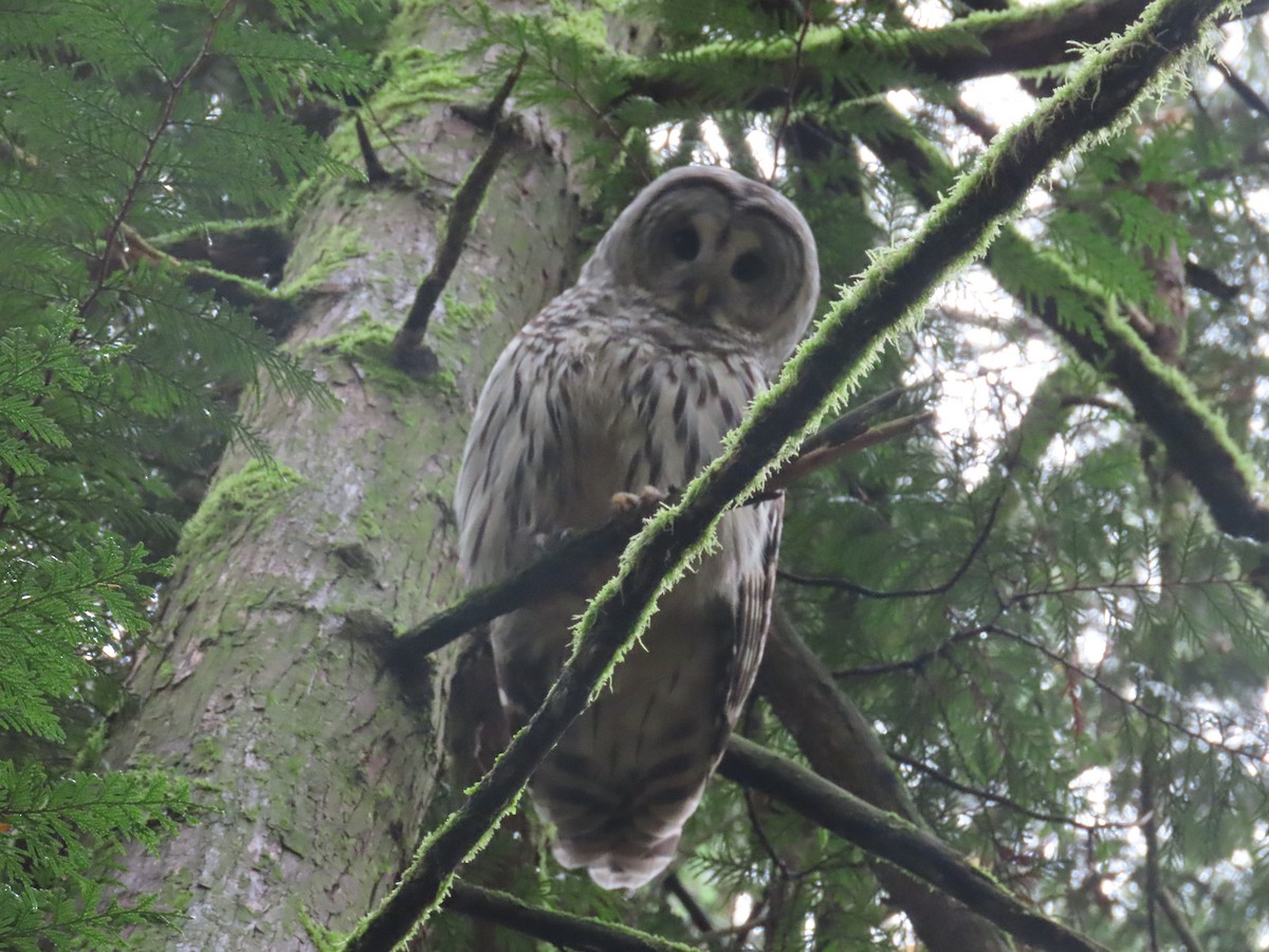 Barred Owl - ML611023401
